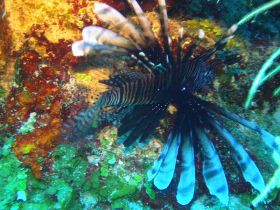 Belize Lionfish – Best Places In The World To Retire – International Living
